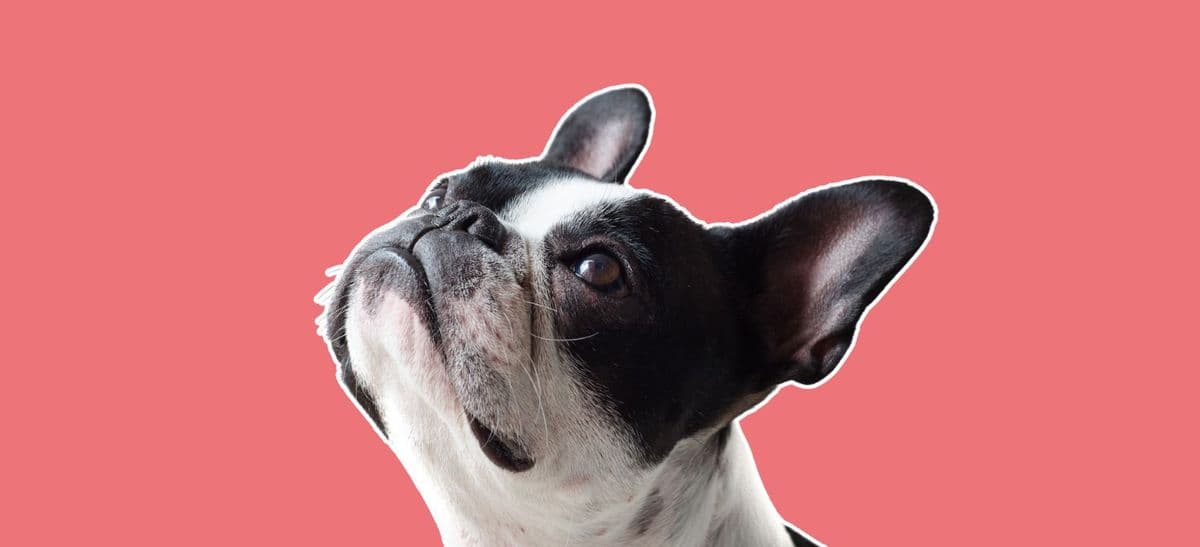 Fliegen mit Hund und Katze - So Geht's